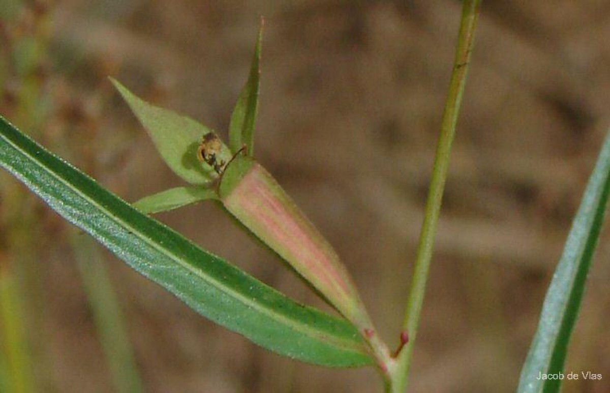 Ludwigia decurrens Walter